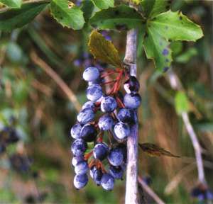 Berberis glaucocarpa - barberry